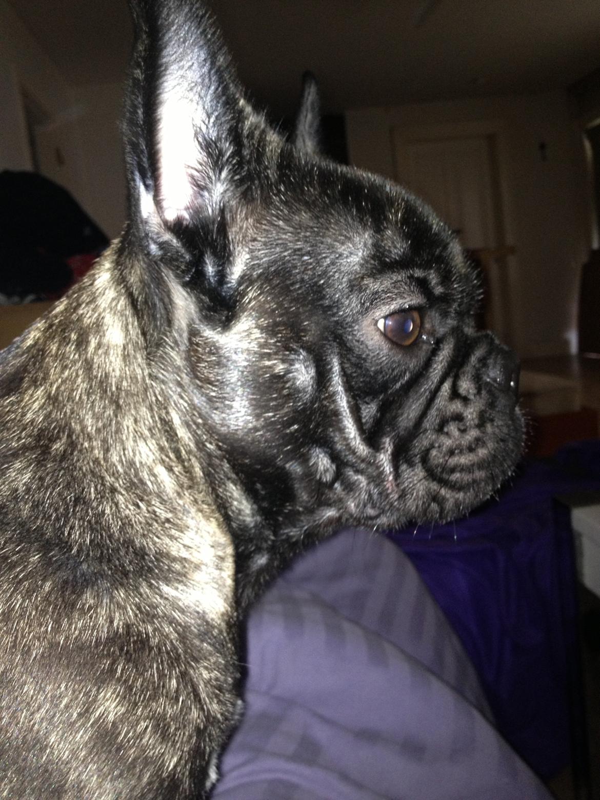 Blanding af racer Albert billede 2