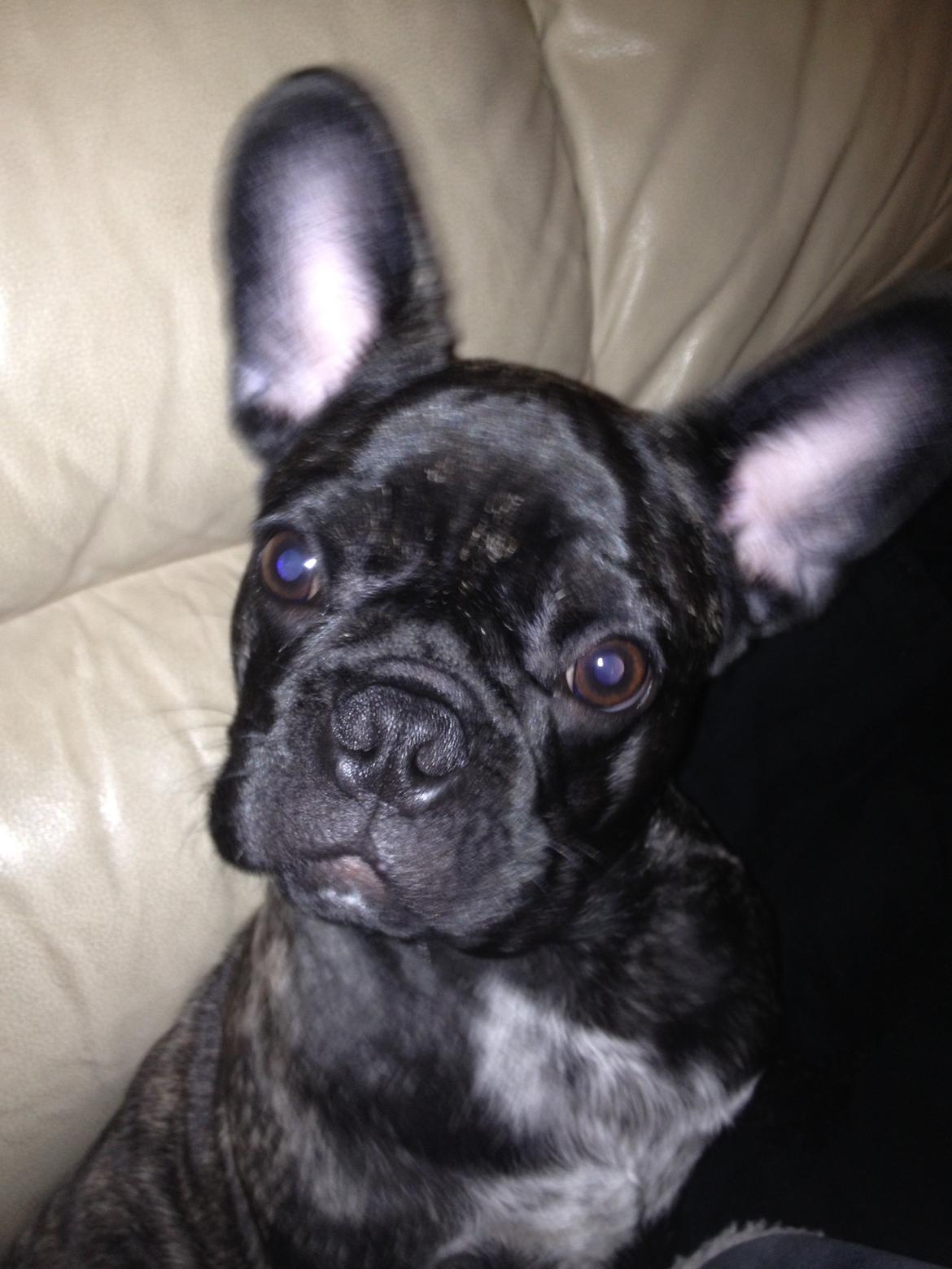 Blanding af racer Albert billede 3