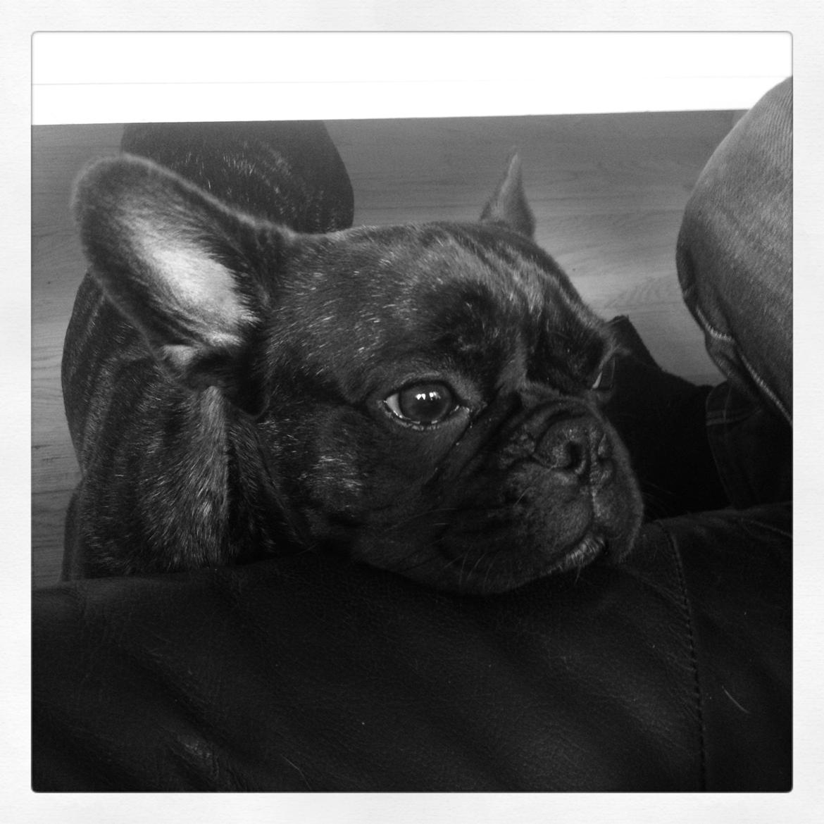 Blanding af racer Albert billede 4