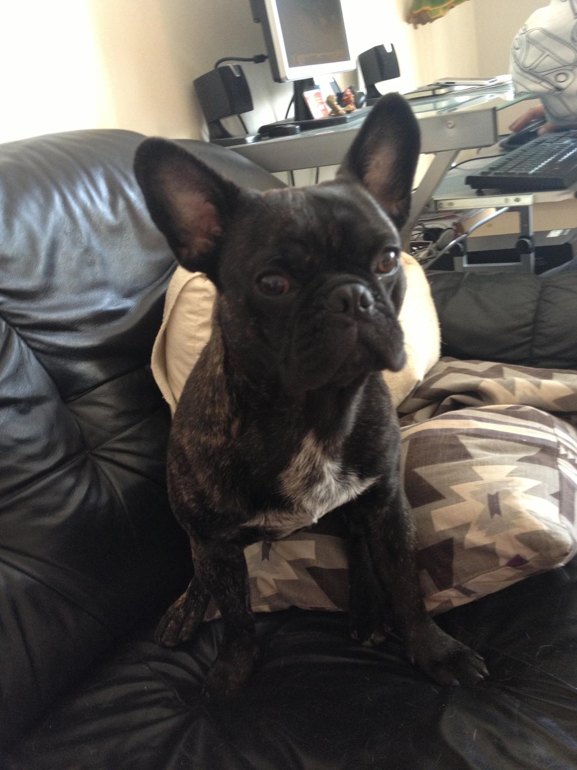 Blanding af racer Albert billede 5