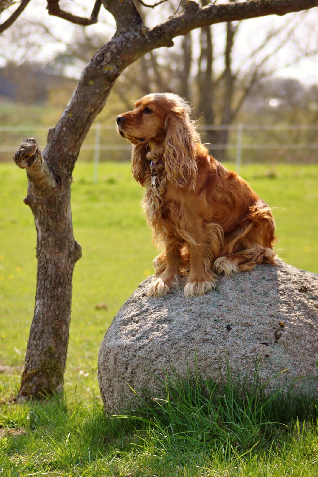 Cocker spaniel Cindy - Cindy vogter hestene ;p
Foto: Mig billede 17