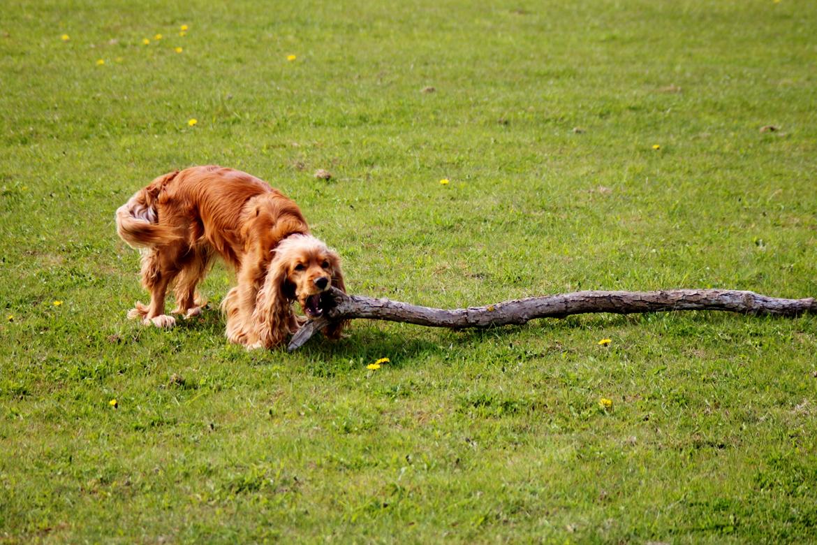 Cocker spaniel Cindy billede 18