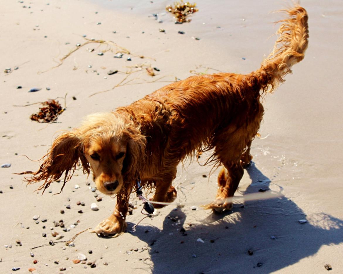 Cocker spaniel Cindy - På stranden foto: Johanne billede 19