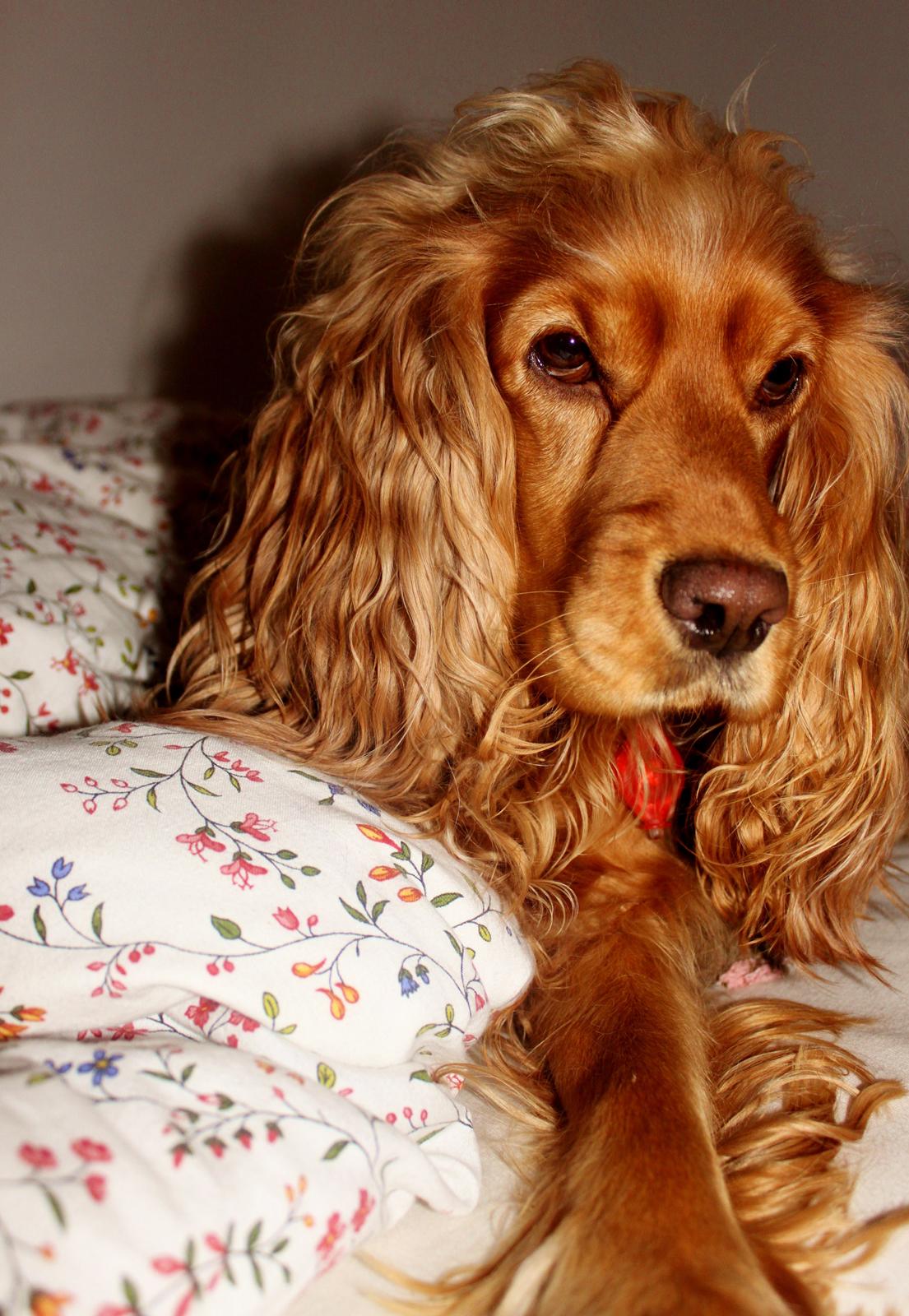 Cocker spaniel Cindy billede 20