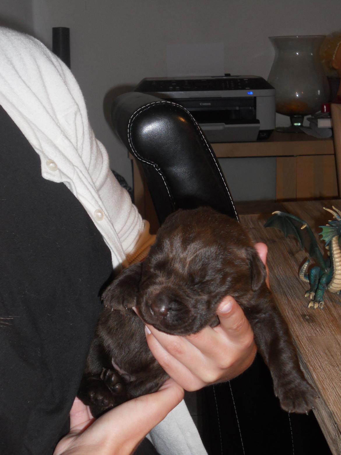 Labrador retriever Harald billede 1