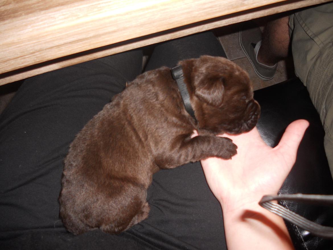 Labrador retriever Harald billede 2