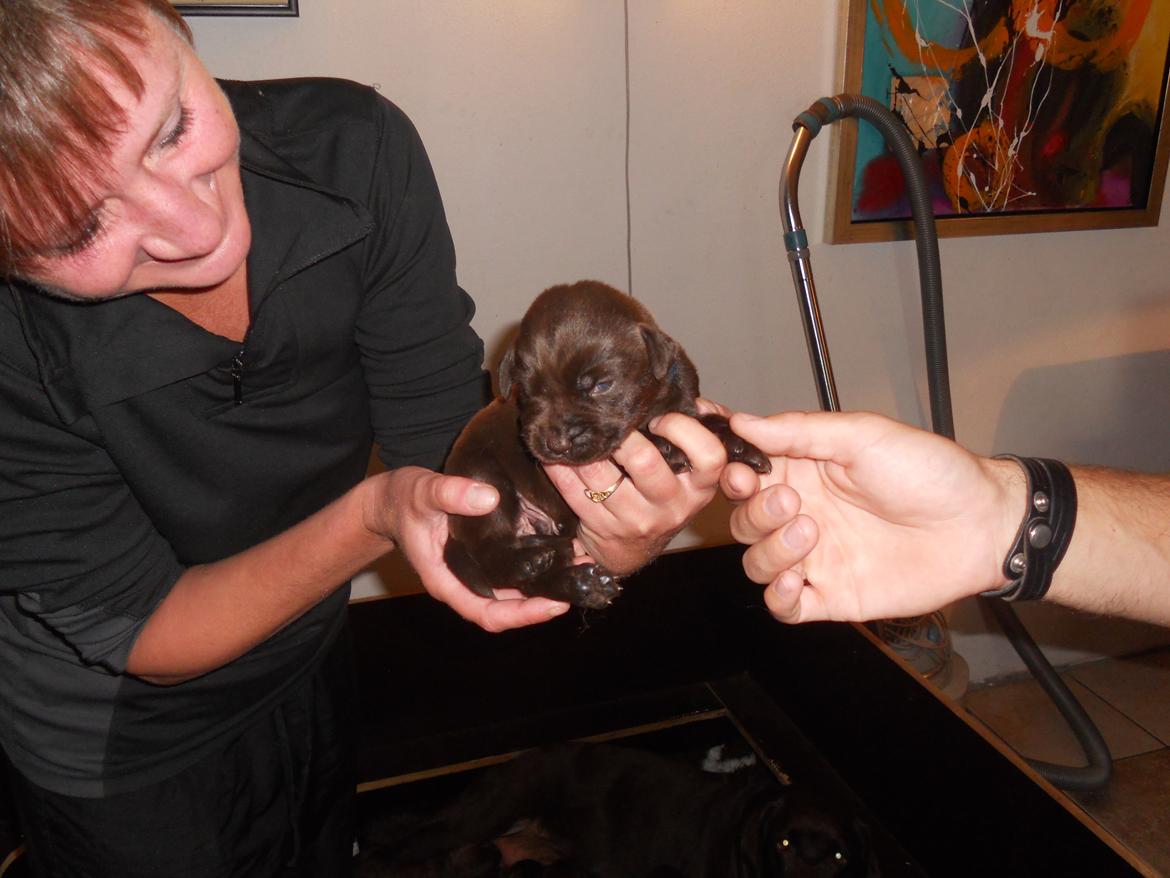 Labrador retriever Harald billede 3