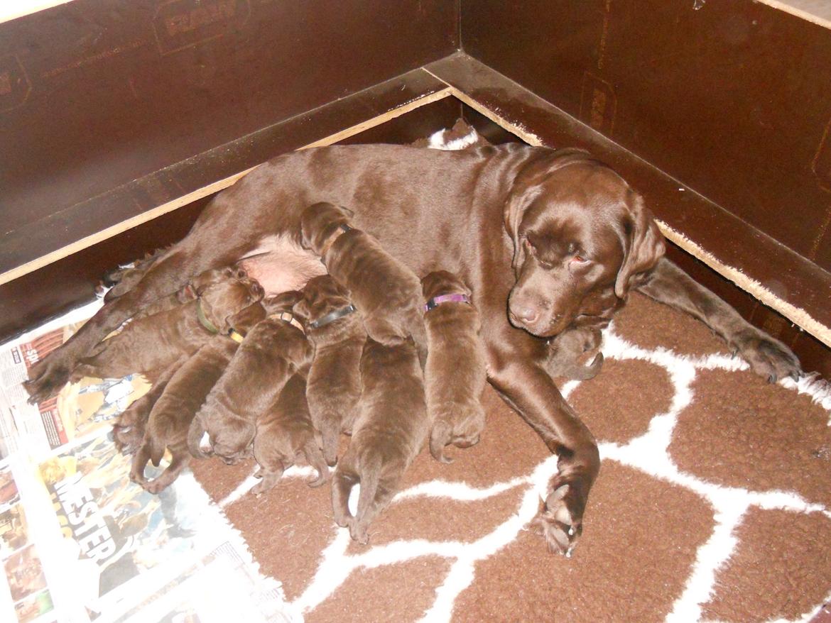 Labrador retriever Harald billede 4