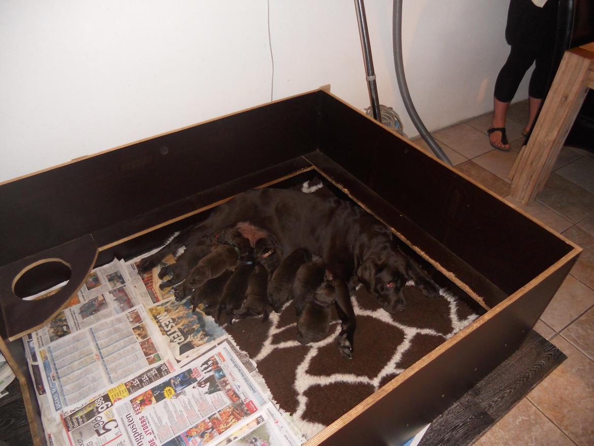 Labrador retriever Harald billede 5