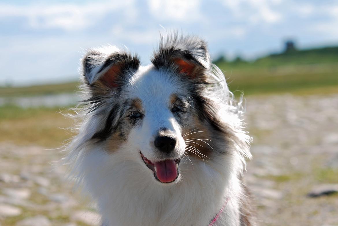 Shetland sheepdog Mejse billede 12