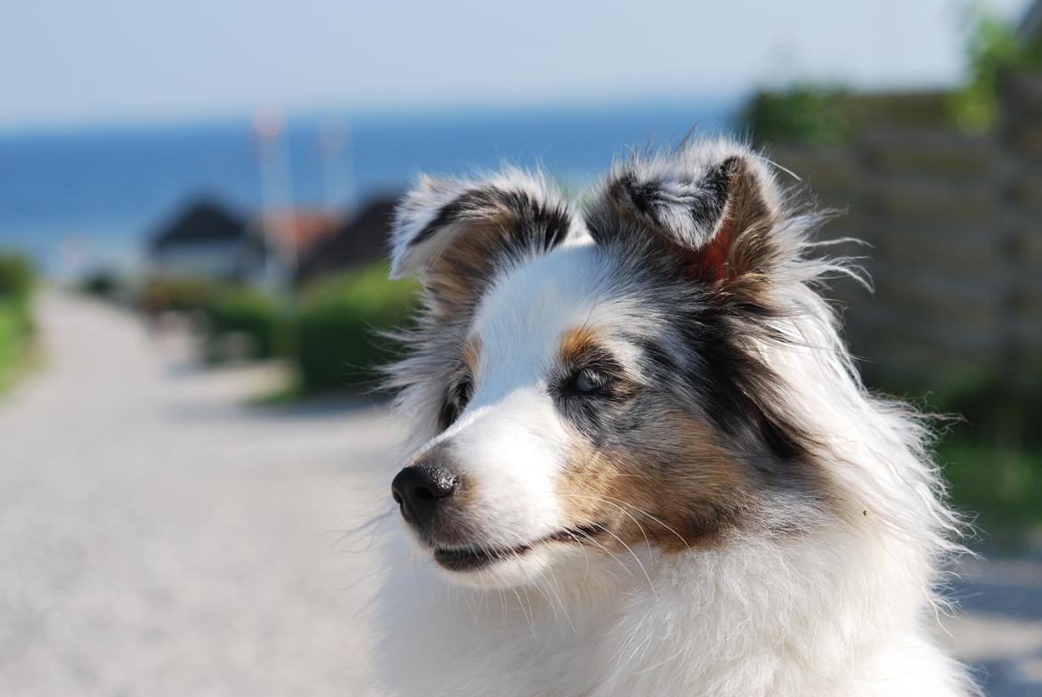 Shetland sheepdog Mejse billede 11
