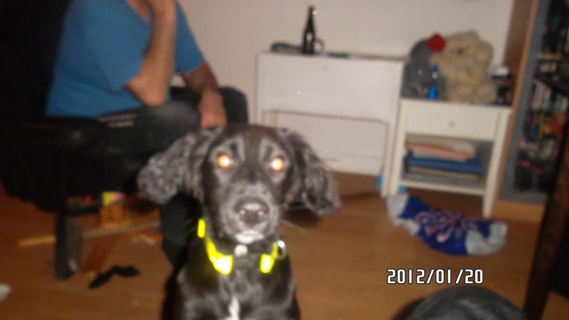 Blanding af racer Nala billede 11