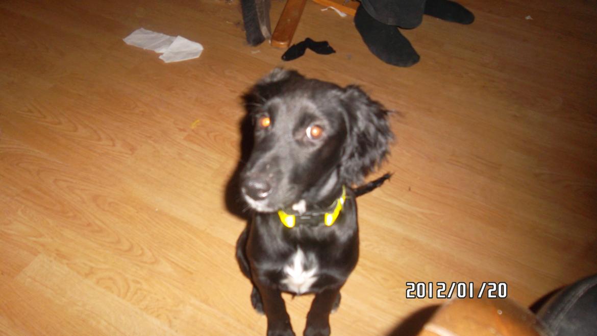 Blanding af racer Nala billede 18