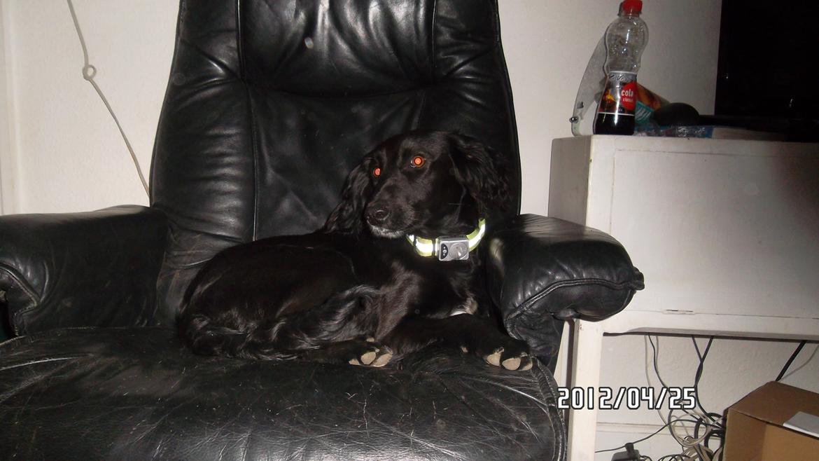 Blanding af racer Nala billede 12