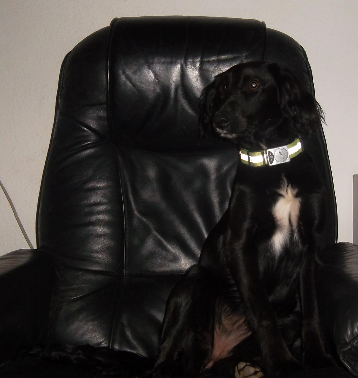 Blanding af racer Nala billede 13