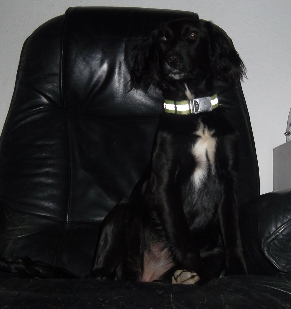 Blanding af racer Nala billede 14