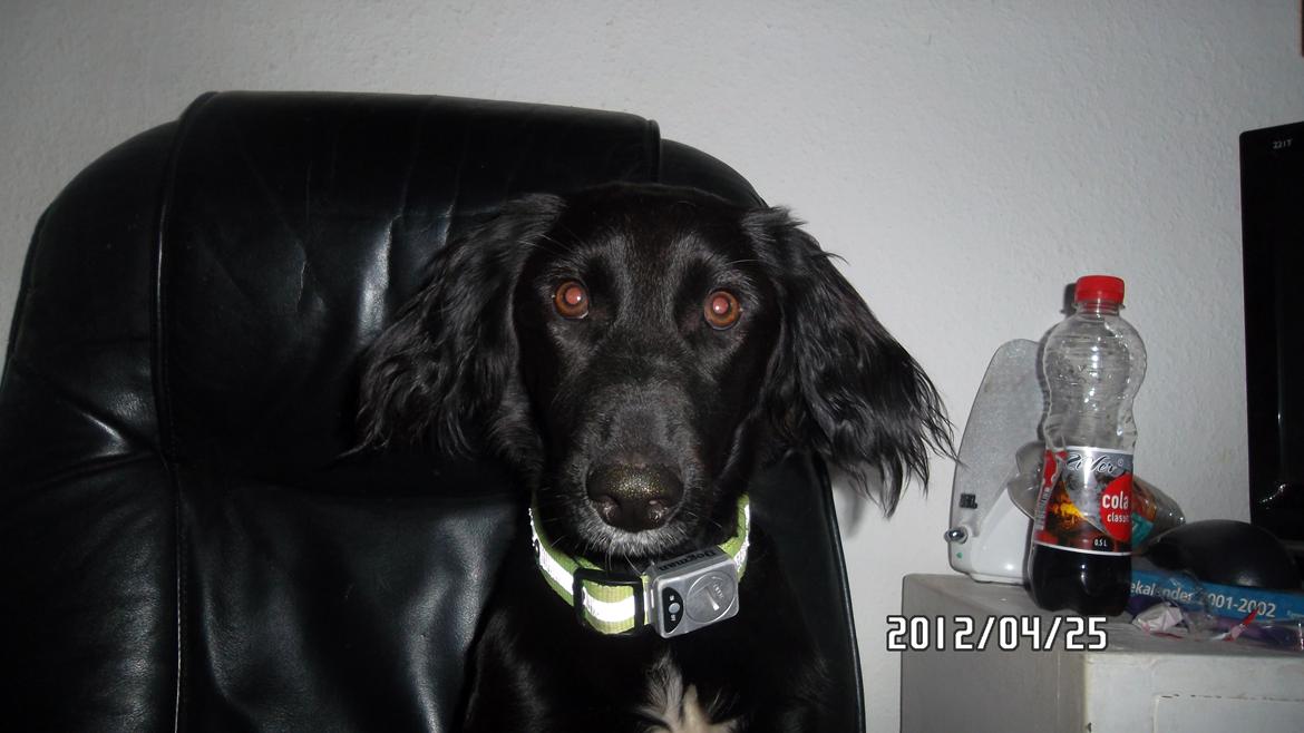 Blanding af racer Nala billede 4