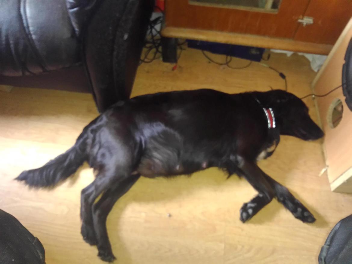 Blanding af racer Nala billede 17