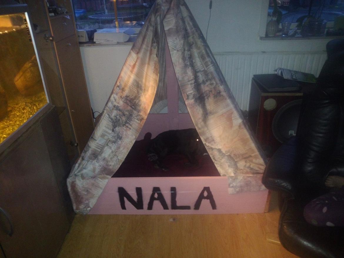 Blanding af racer Nala billede 19