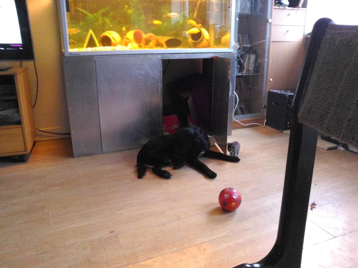 Blanding af racer Nala billede 15