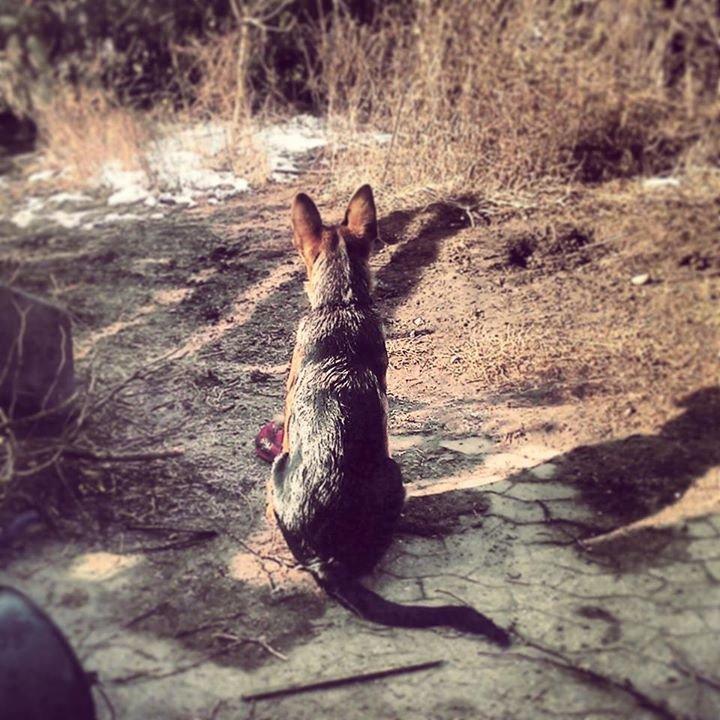 Schæferhund Bjørn billede 12