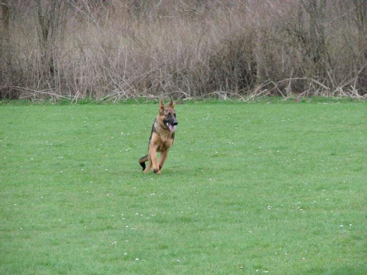 Schæferhund Bjørn billede 13