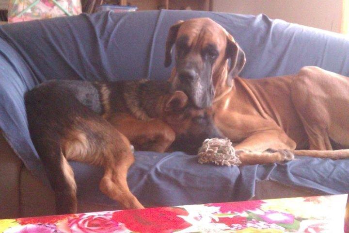 Schæferhund Bjørn - Min allerbedste ven billede 14