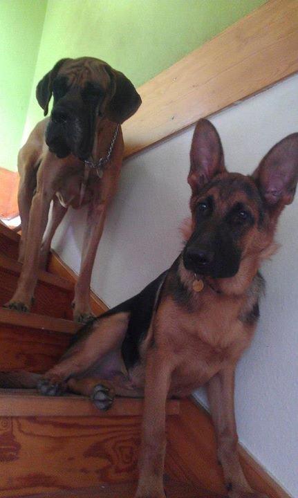 Schæferhund Bjørn billede 15