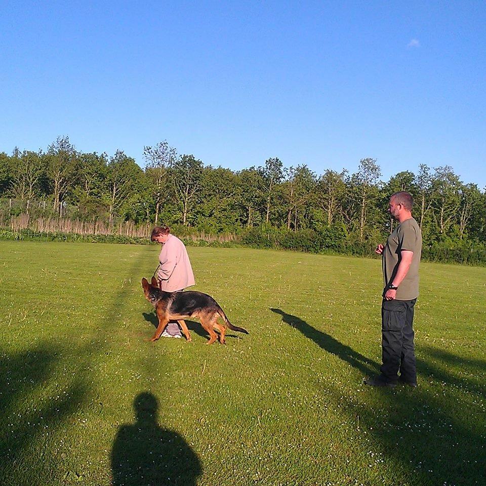 Schæferhund Bjørn - Hundetræning er sjovt billede 16