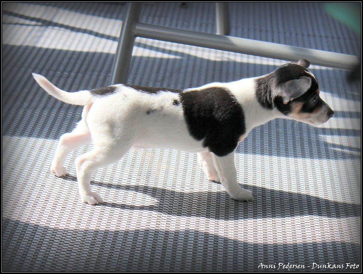 Blanding af racer Chili billede 2