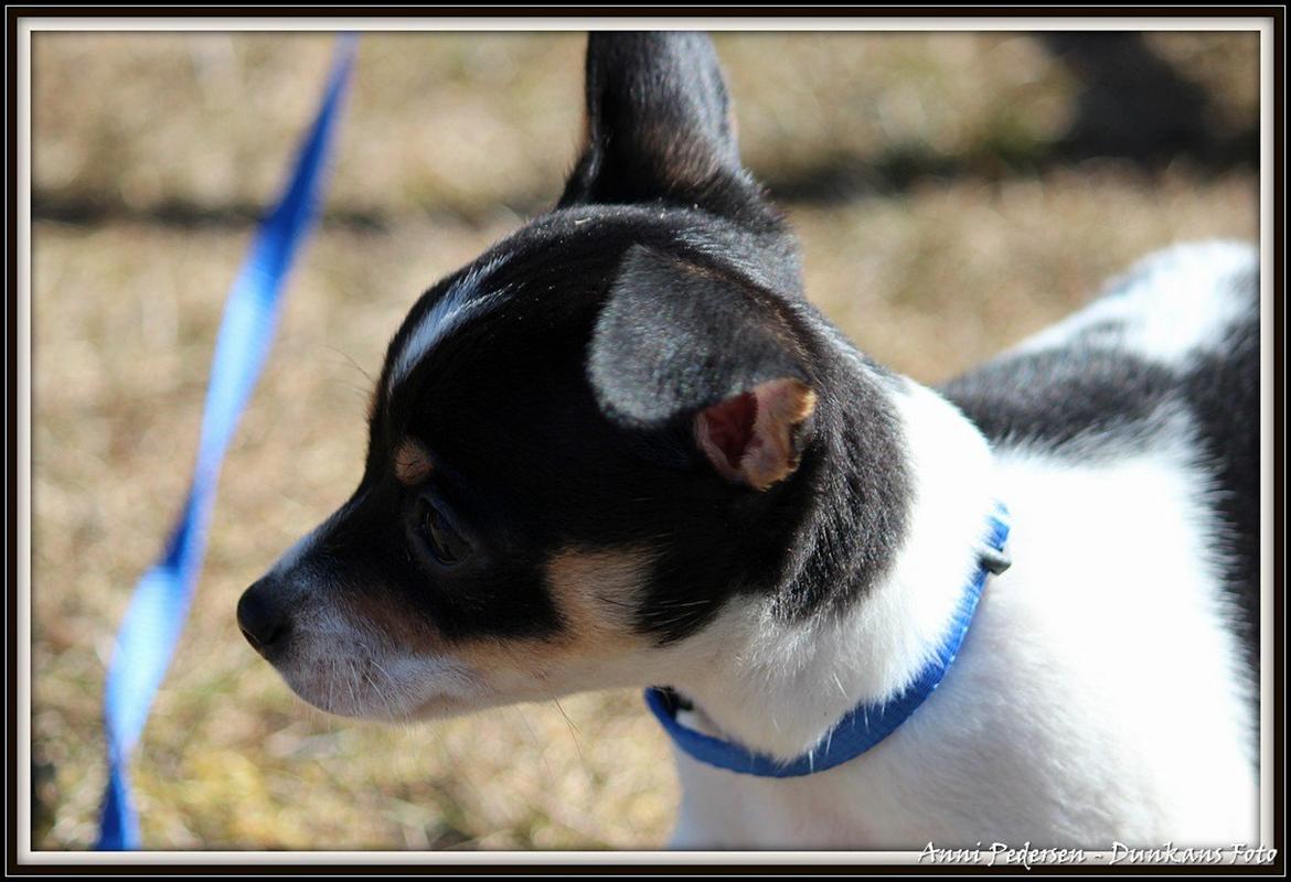 Blanding af racer Chili billede 3