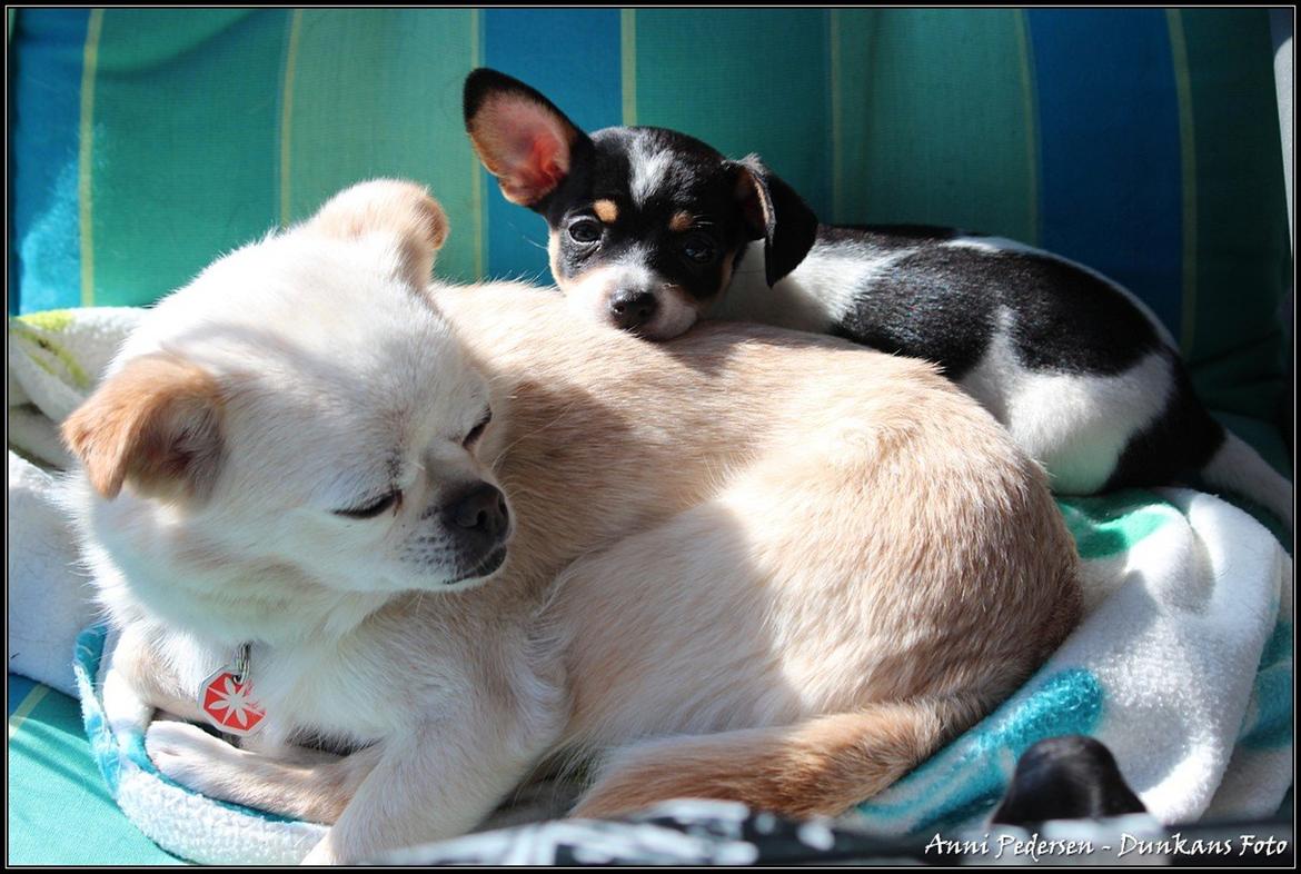 Blanding af racer Chili billede 4