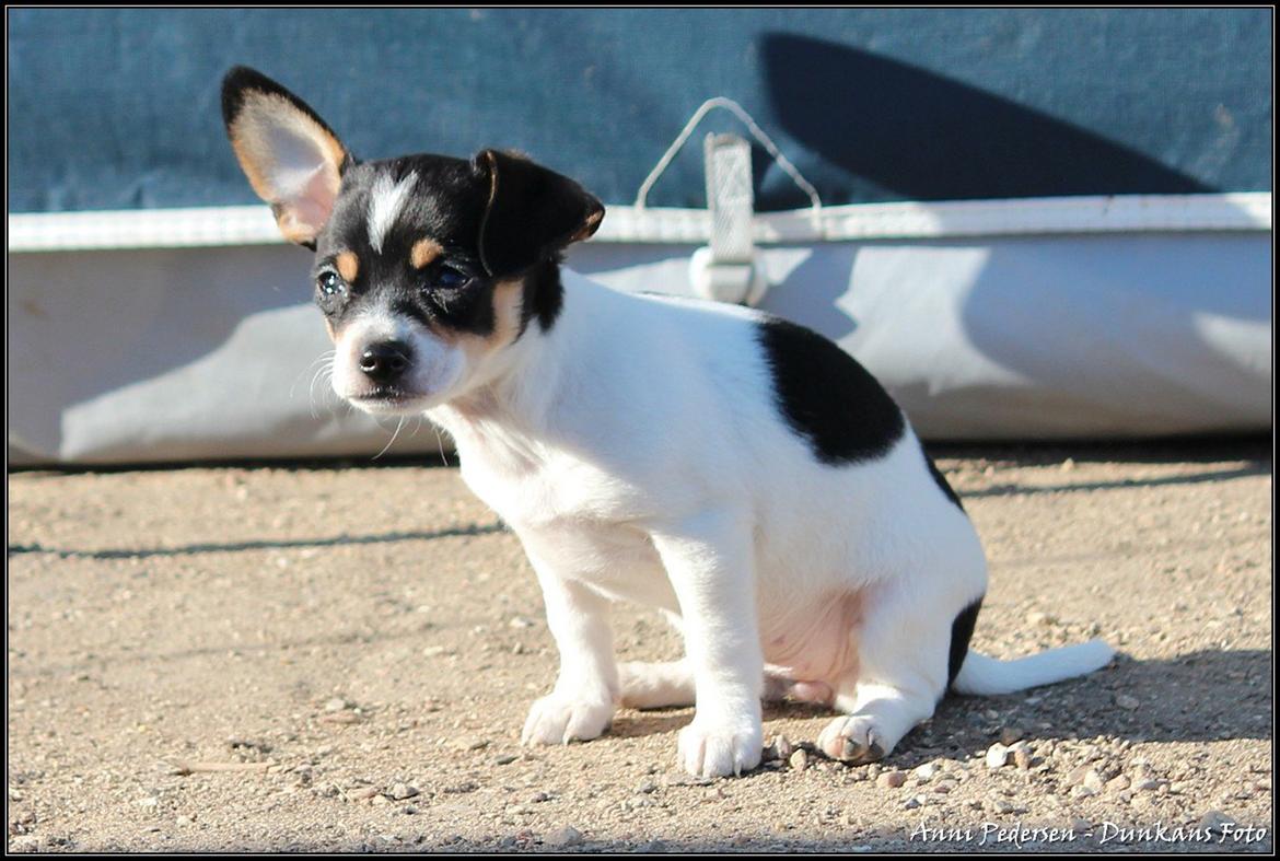 Blanding af racer Chili billede 5