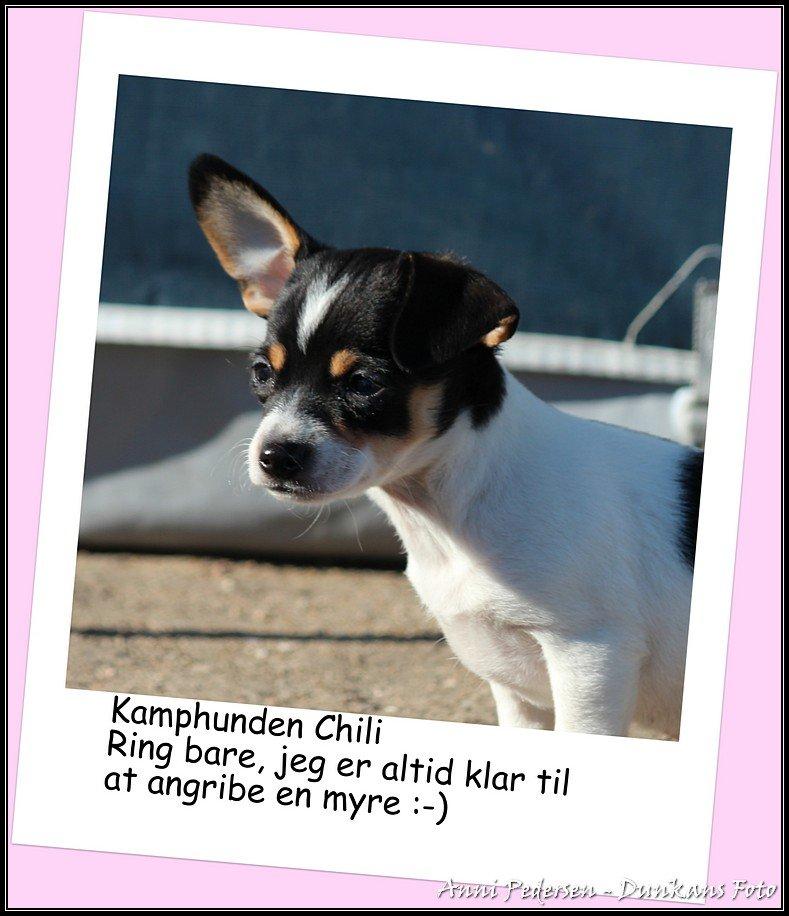 Blanding af racer Chili billede 1