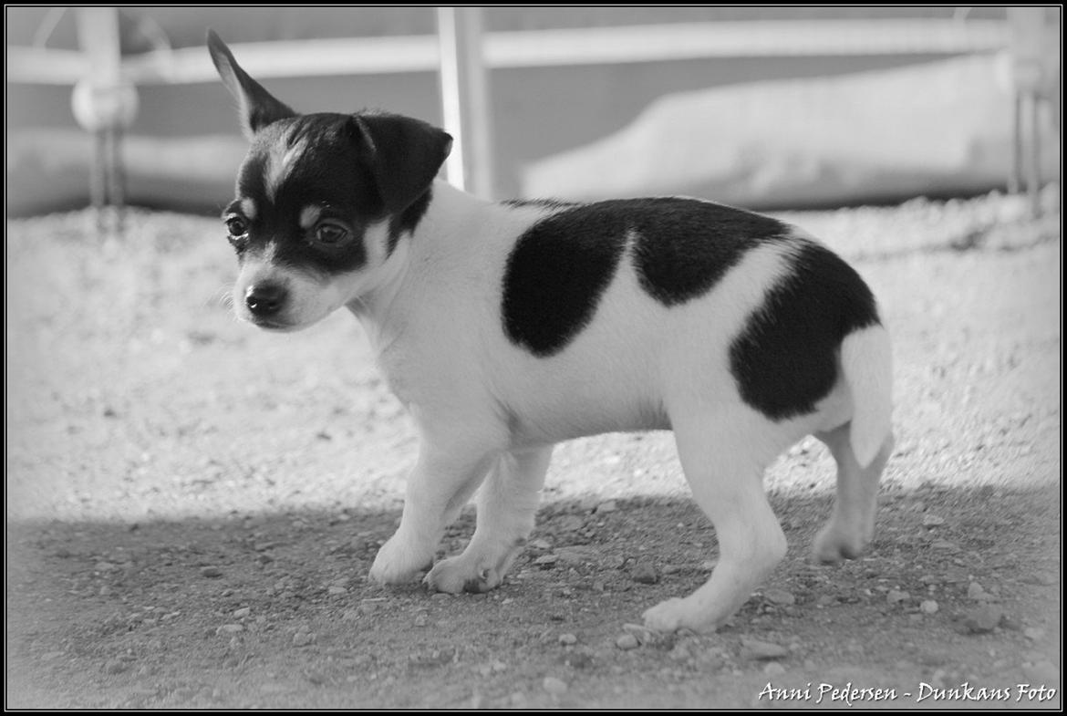 Blanding af racer Chili billede 6