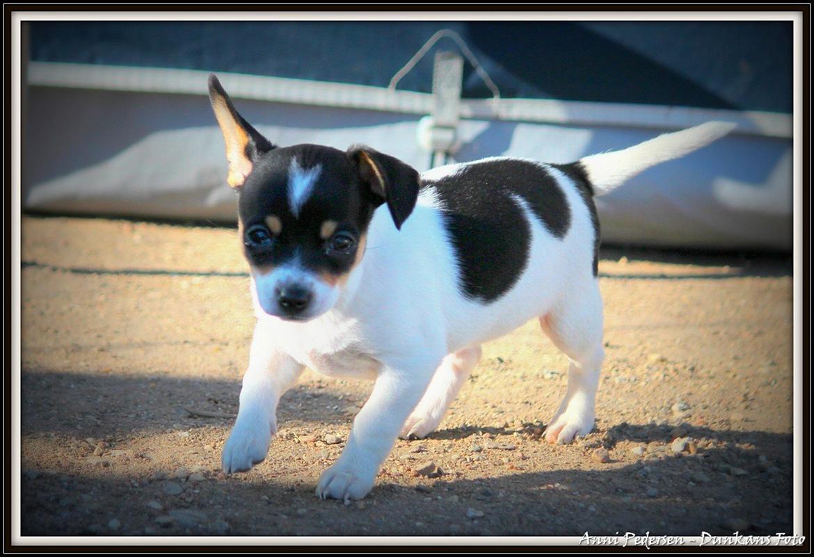 Blanding af racer Chili billede 7