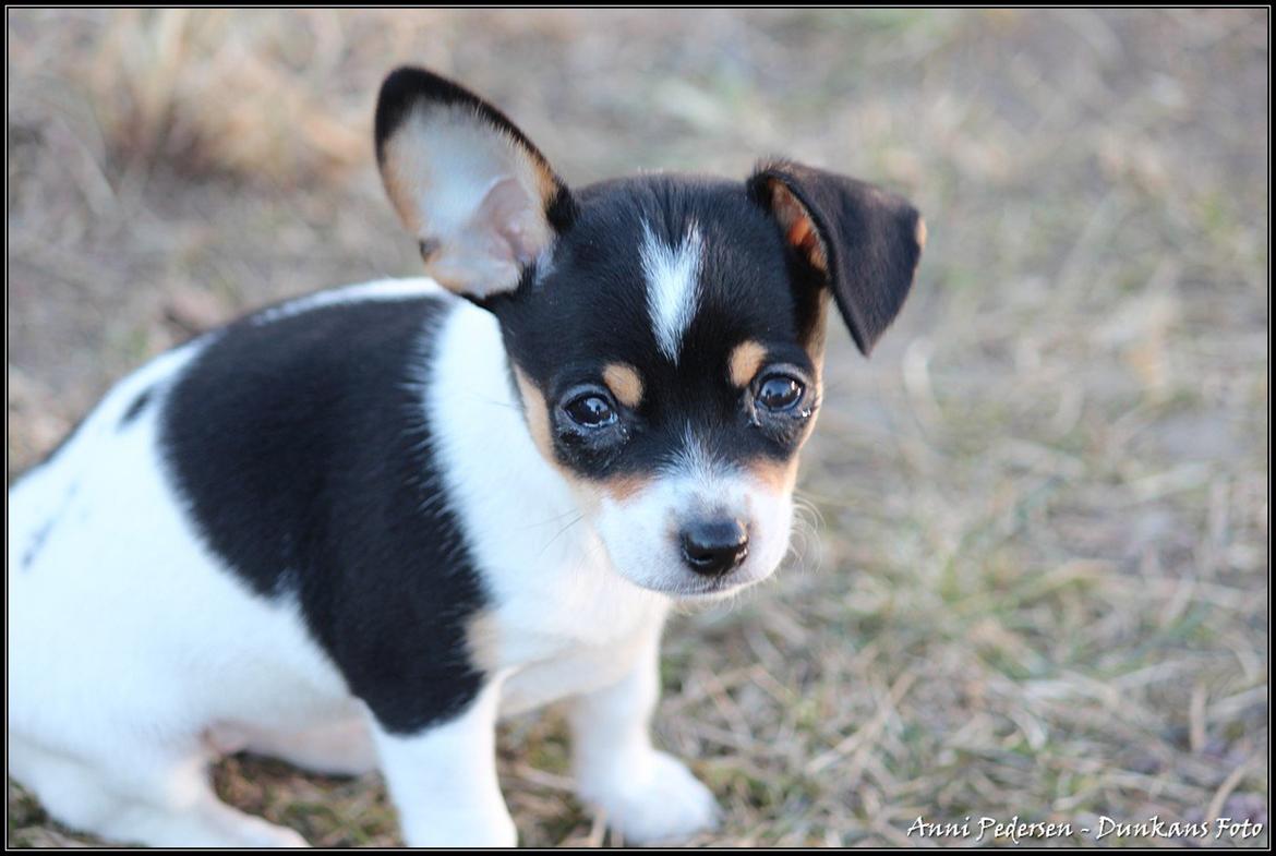 Blanding af racer Chili billede 8