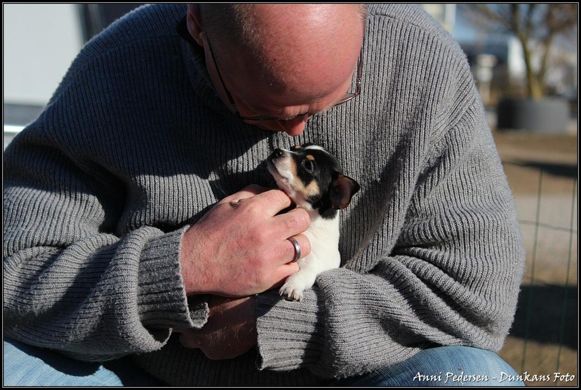 Blanding af racer Chili billede 9