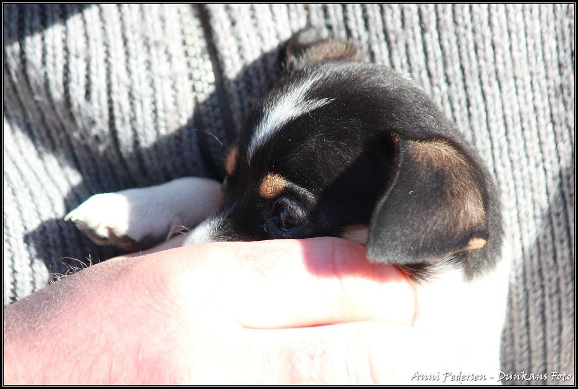 Blanding af racer Chili billede 10