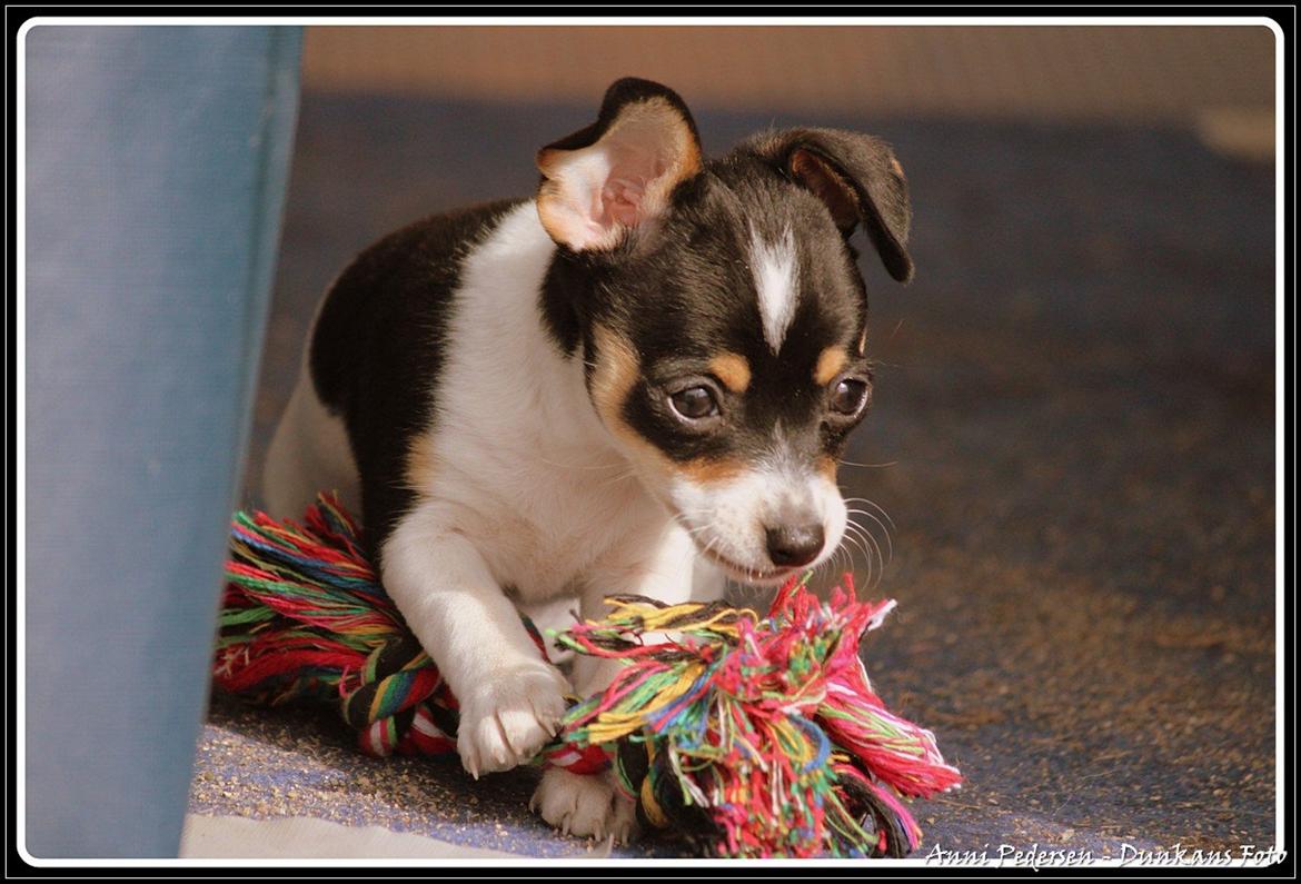 Blanding af racer Chili billede 11