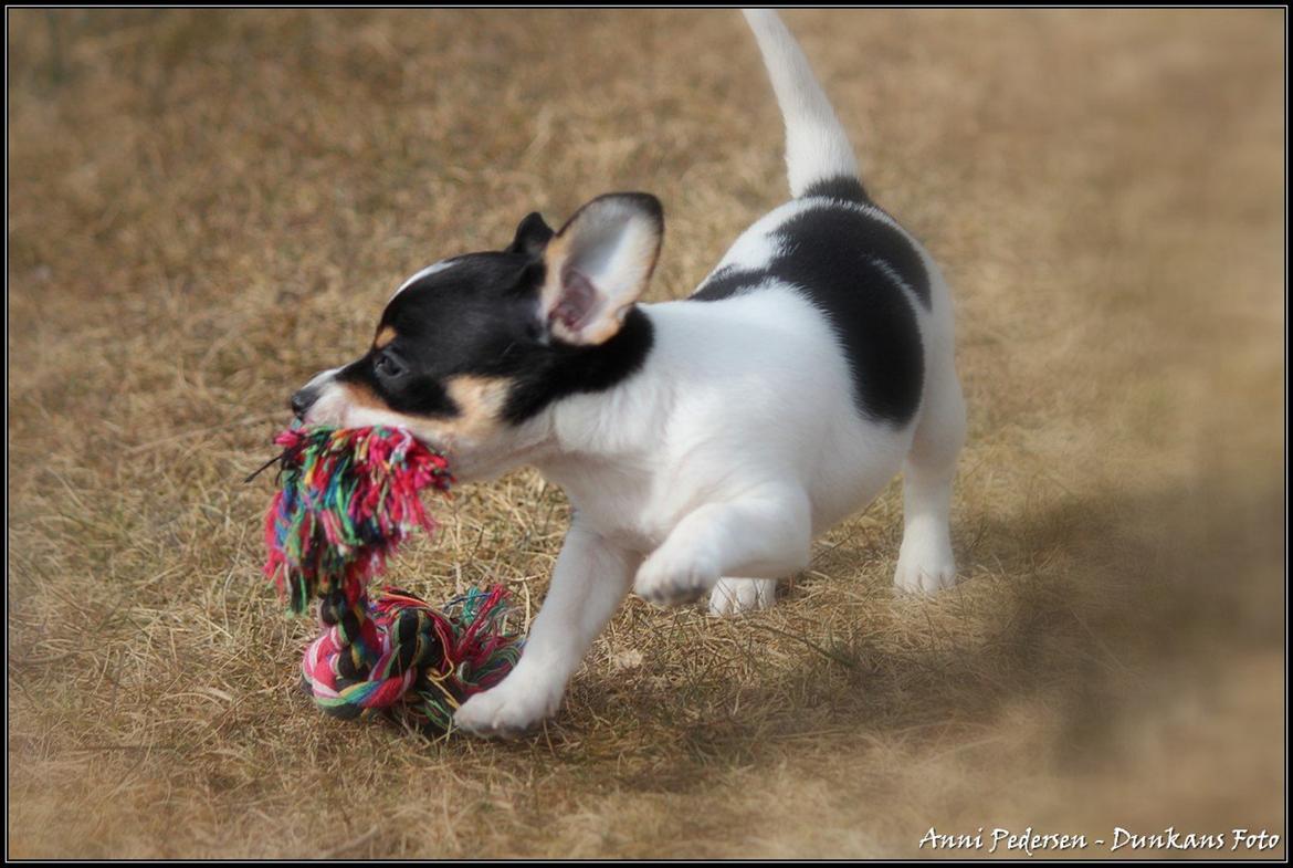 Blanding af racer Chili billede 12