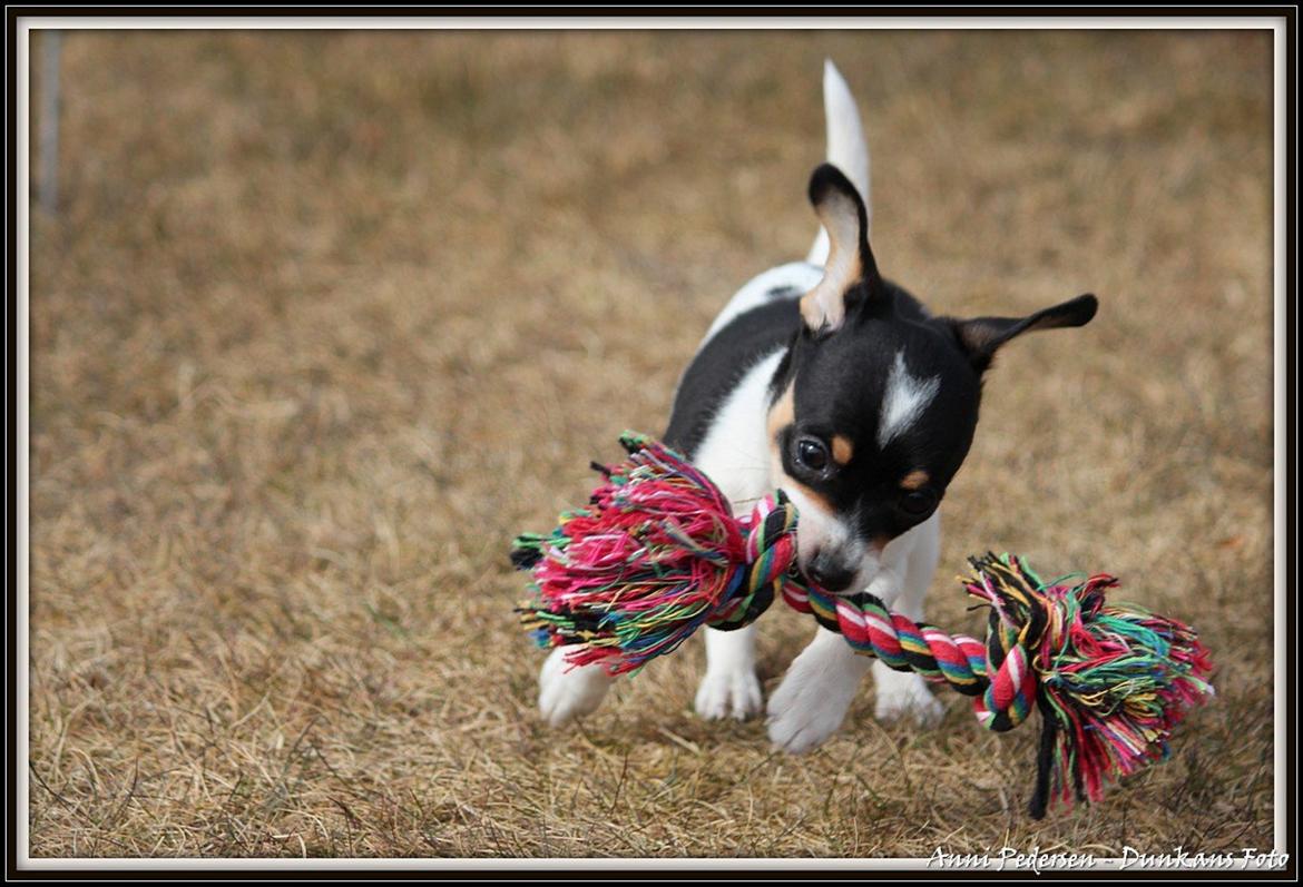 Blanding af racer Chili billede 13