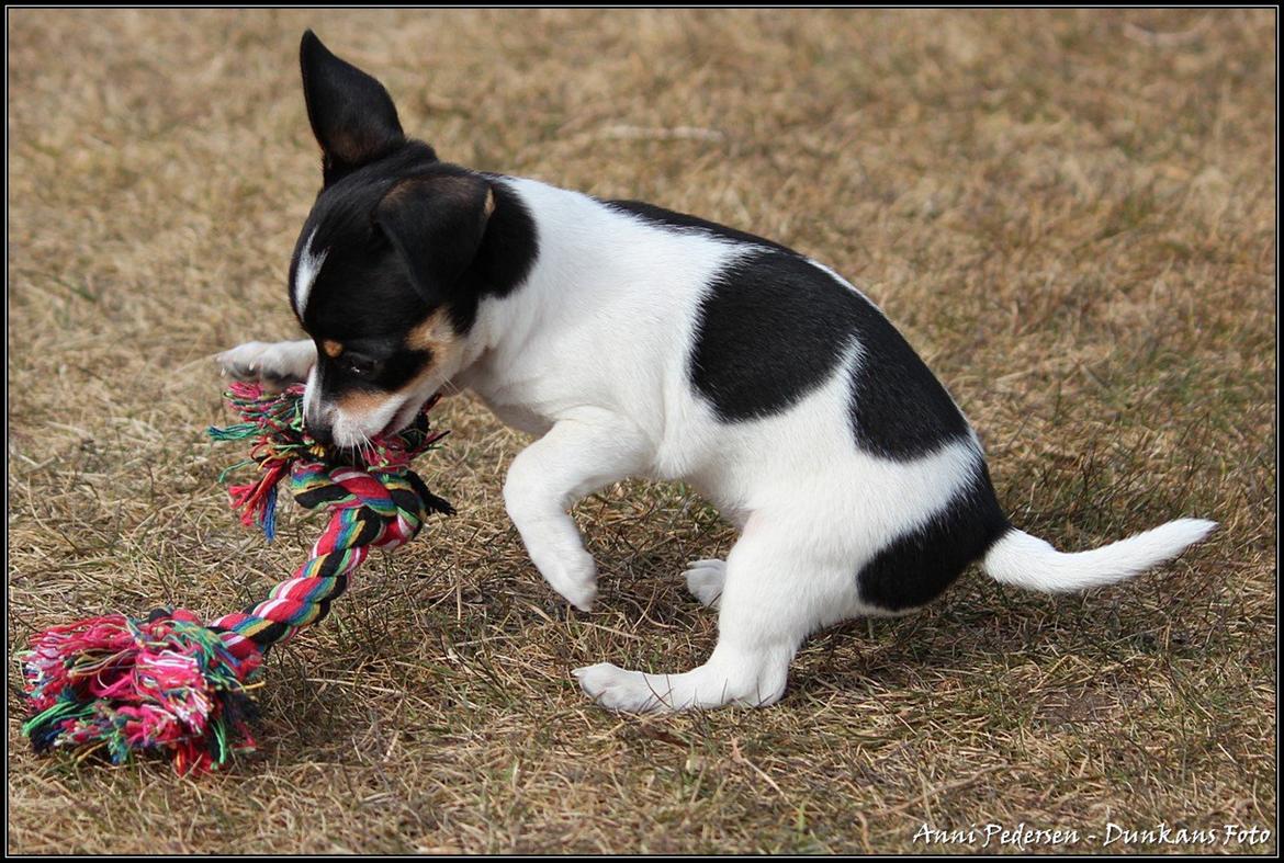 Blanding af racer Chili billede 14