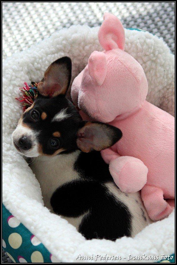 Blanding af racer Chili billede 15