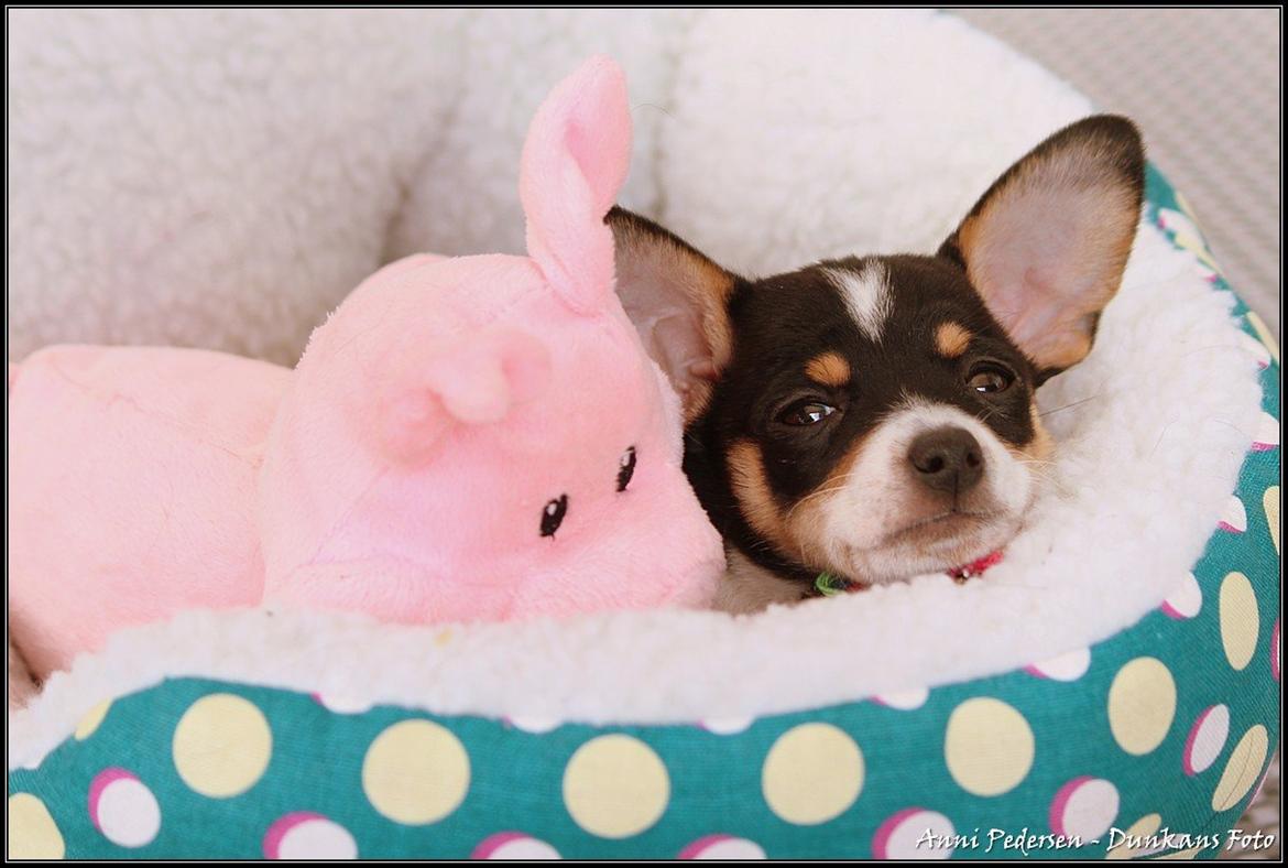 Blanding af racer Chili billede 16