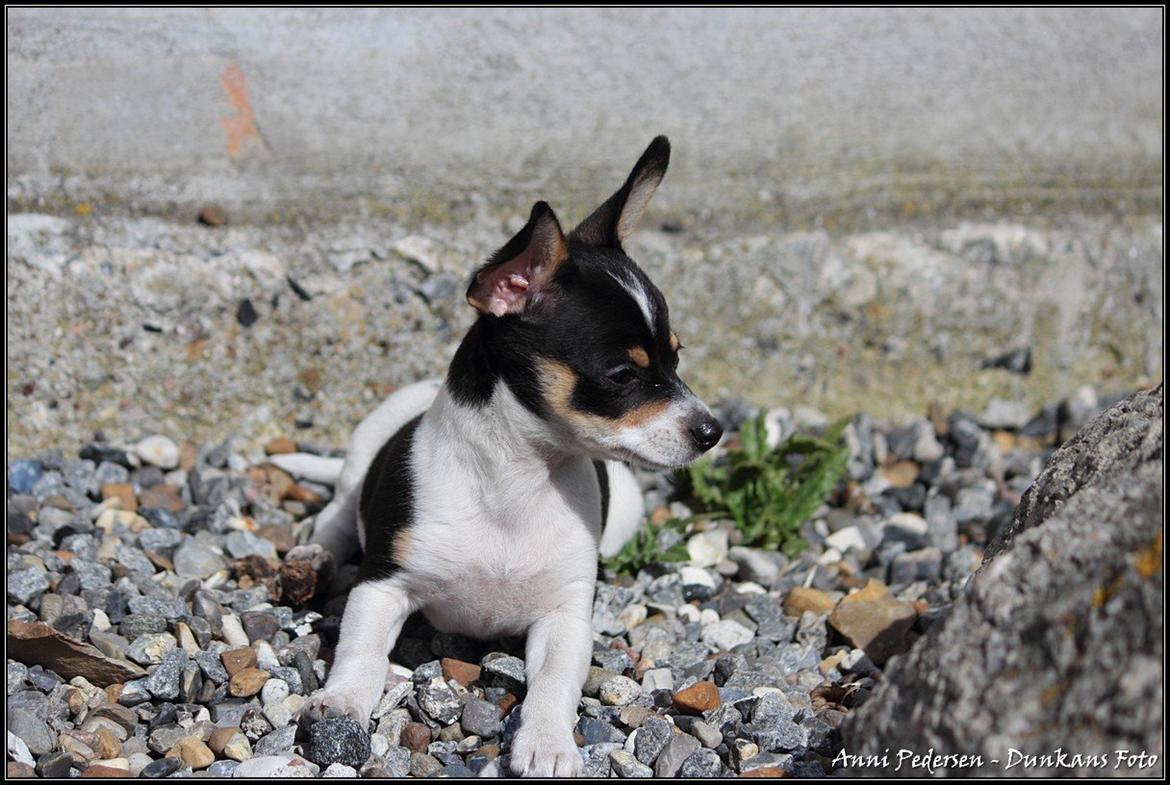 Blanding af racer Chili billede 18