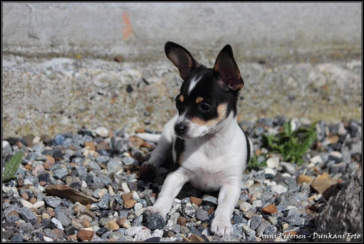 Blanding af racer Chili billede 19