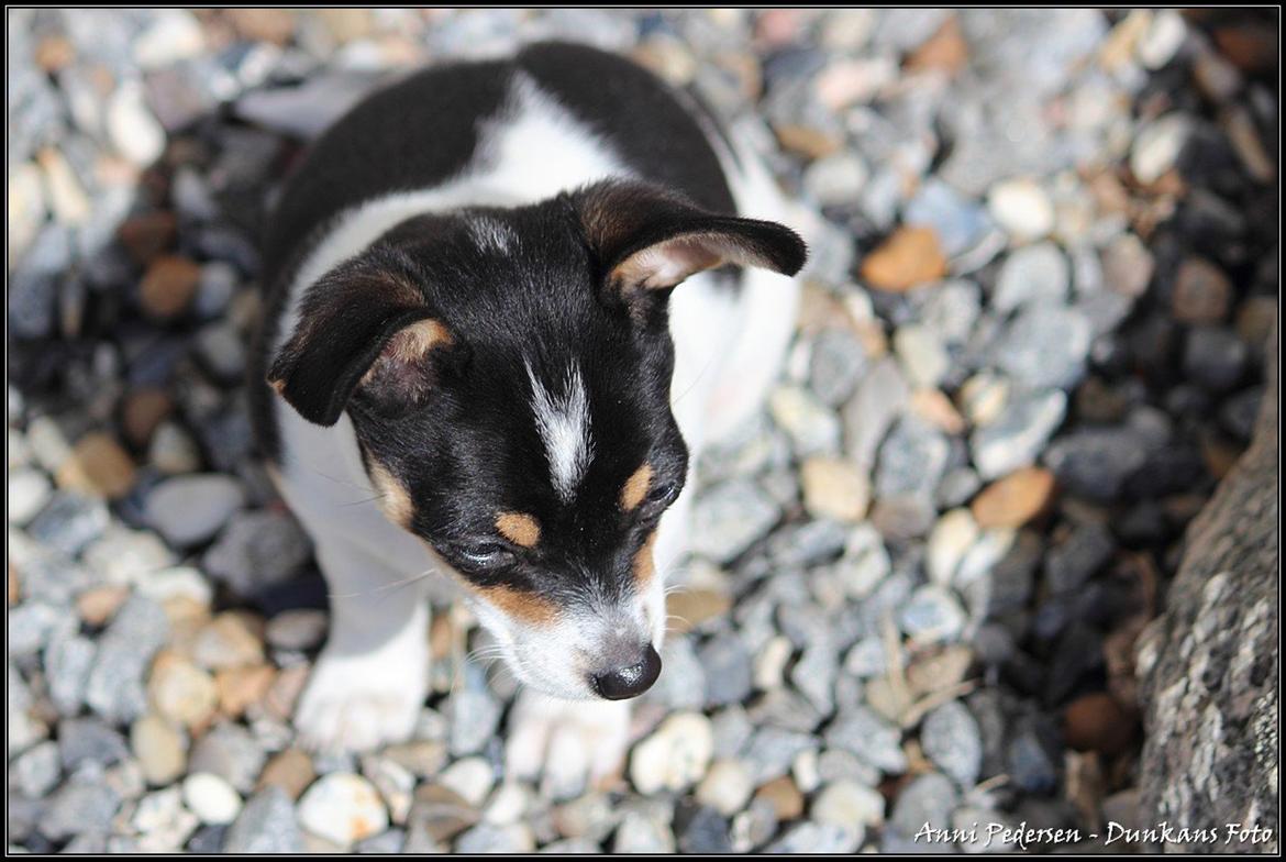 Blanding af racer Chili billede 20