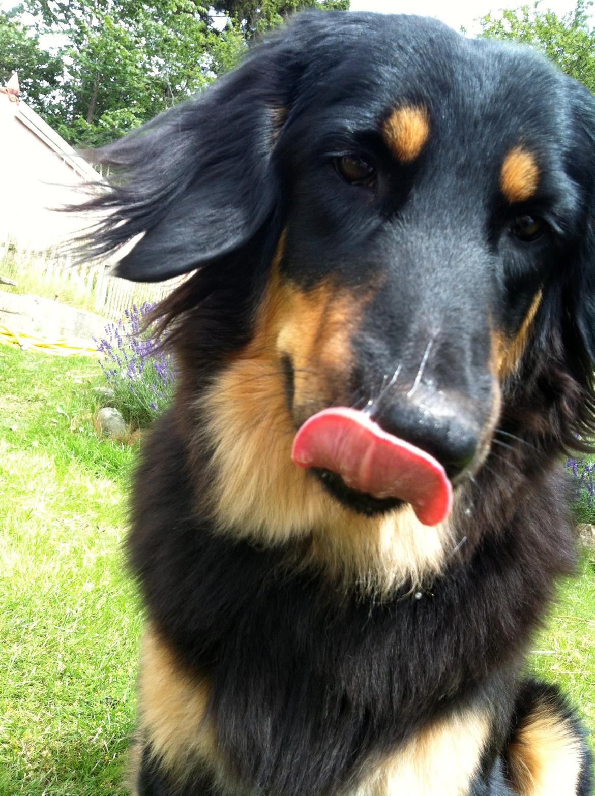 Hovawart Chili - Smukke dejlige hund<3 :) billede 19
