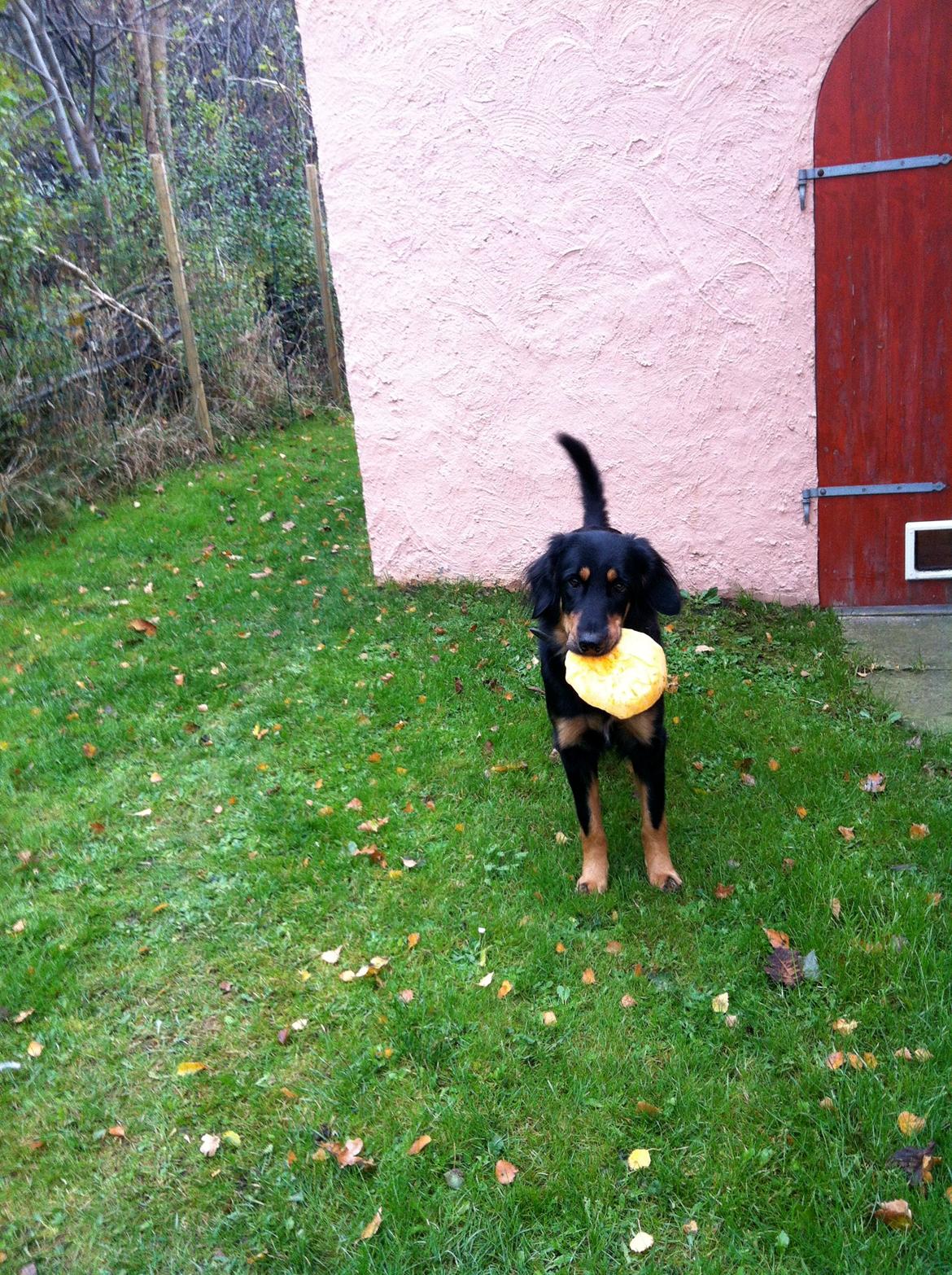Hovawart Chili - legesyg har man lov til at være <3 billede 3